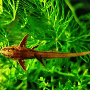 Loricaria - Red spec.