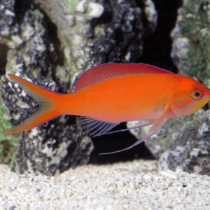 Madder Seaperch Anthias Mirolabrichthys Dispar- FISH