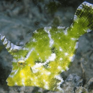 Matted Leatherjacket Acreichthys Tomentosus- FISH