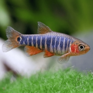 Microrasbora - Erytromicron