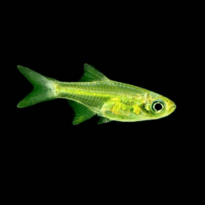 Microrasbora - Kubotai