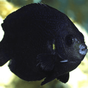 Midnight Angelfish Centropyge Nox- FISH