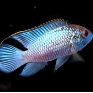 Nannacara sp neon blue