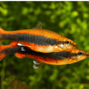 Nannostomus beckfordi