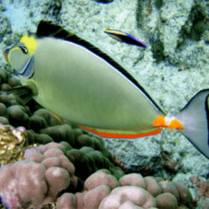 Naso Tang Pacific Naso Lituratus- FISH