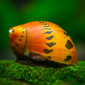 Neritina - Sp. tigre