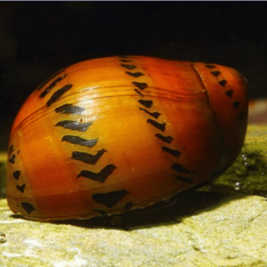 Neritina - Snail - paralella