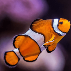 Occelaris Clownfish - Pacific Amphiprion Ocellaris- FISH