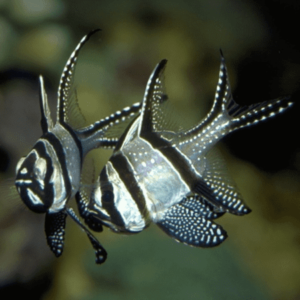Old White Apogon Pterapogon Kauderni- FISH
