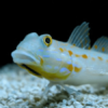Orange Spoted Goby Valenciena Puellaris- FISH