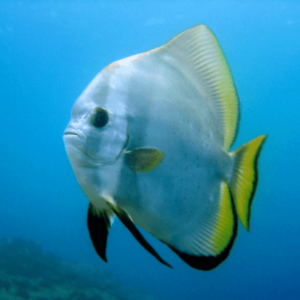 Orbiculate Batfish Platax Orbicularis- FISH