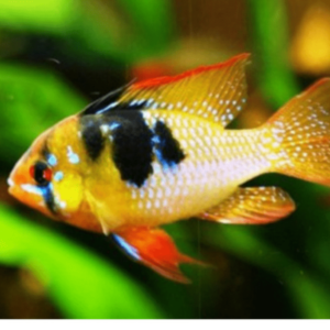 Papiliochromis ramirezi-asia