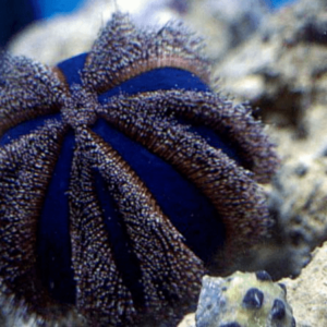 Pincushion Tuxedo Urchin Mespilia Globulus - FISH