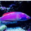 Pink Margin Wrasse Cirrhilabrus Rubrimarginatus - FISH