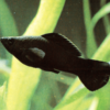 Poecilia latipinna - Black molly