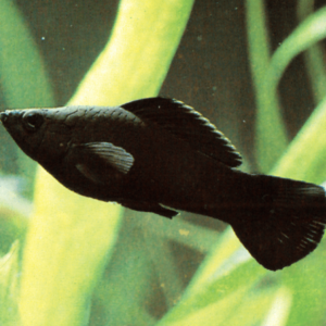 Poecilia latipinna - Black molly