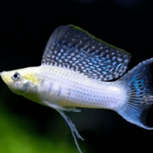 Poecilia latipinna - Silver molly