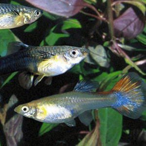 Poecilia ret. female - Mix