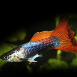 Poecilia ret. male - Mix