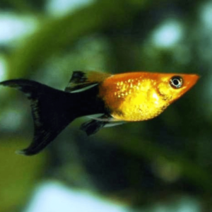 Poecilia sphenops - Gold black molly