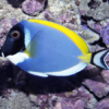 Powder Blue Acanthurus Leucosternon- FISH