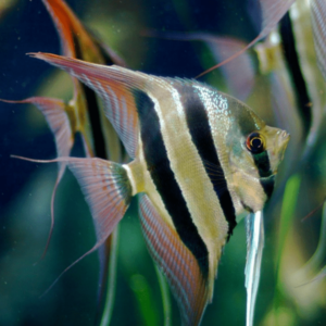 Pterophyllum altum