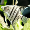 Pterophyllum scalare Pinoy zebra