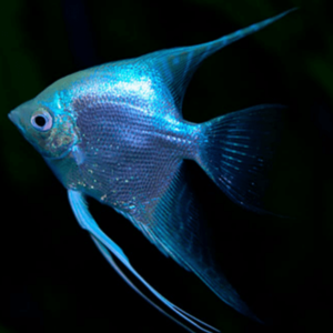 Pterophyllum scalare blue diamond