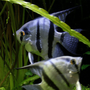 Pterophyllum scalare common blue