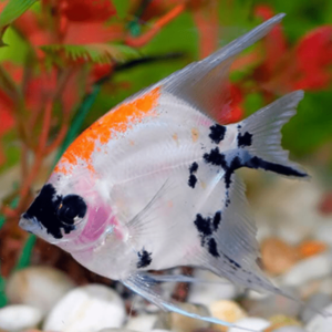Pterophyllum scalare koi