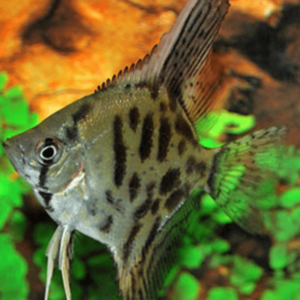 Pterophyllum scalare leopard
