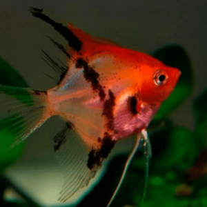 Pterophyllum scalare red devil