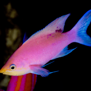 Purple Queen Anthias Adult Pseudanthias Tuka- FISH