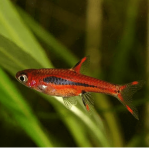 Rasbora - Brigittae