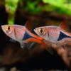 Rasbora - Heteromorpha