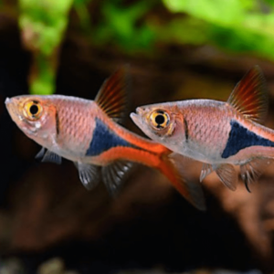 Rasbora - Heteromorpha