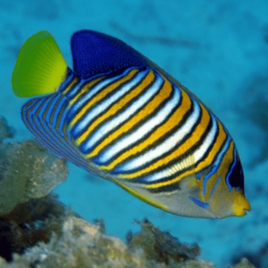 Regal Angelfish - Pacific Pygoplites Diacanthus- FISH