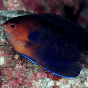 Royal Blue Pygmy Angelfish