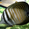 Sailfin Tang Indian Ocean Zebrasoma Desjardinii- FISH