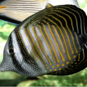 Sailfin Tang Indian Ocean Zebrasoma Desjardinii- FISH