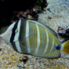 Sailfin Tang Zebrasoma Veliferum- FISH