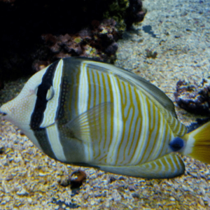 Sailfin Tang Zebrasoma Veliferum- FISH