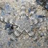 Sand Star Archaster Typicus - FISH