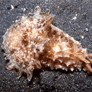 Sea Hare Algae Slug Dolabella Auricularia - FISH