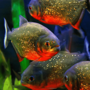 Serrasalmus nattereri