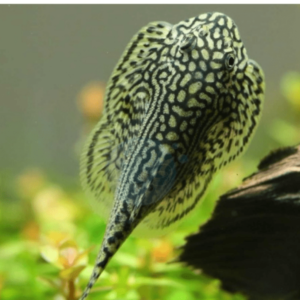 Sewellia - Lineolata