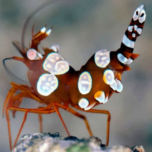 Sexy Shrimp Thor Amboinensis - FISH