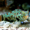 Spotted Mandarin - FISH