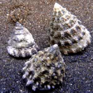 Tectus Snail Grazer - FISH