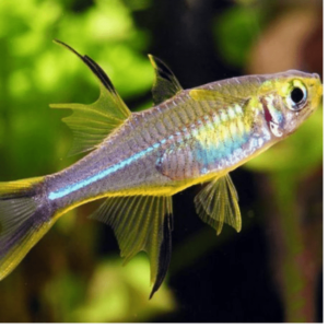 Telmatherina - Ladigesi